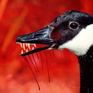Gritty Goose